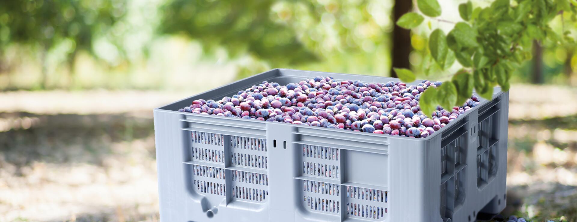 Obstgarten_CTS2